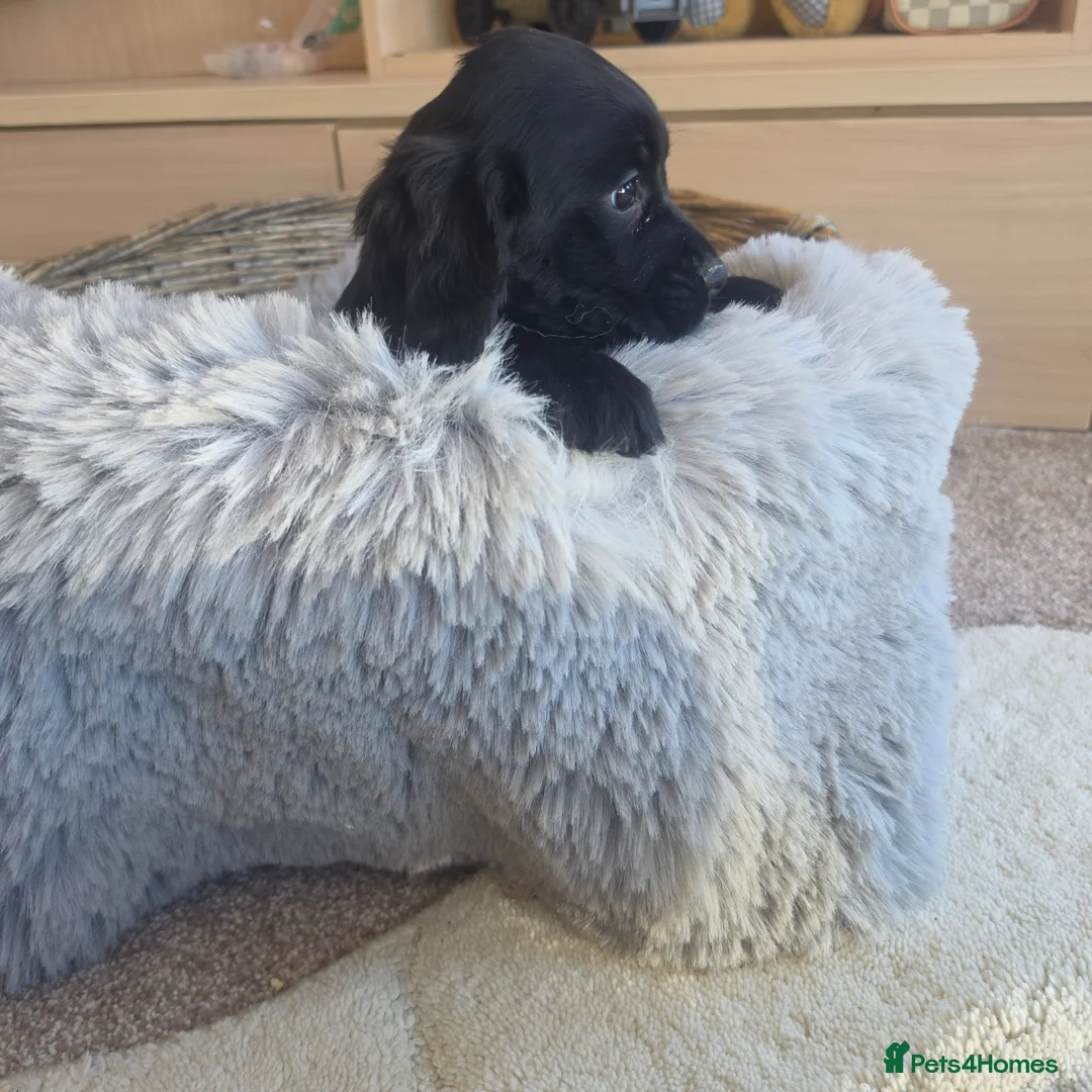 Cocker Spaniel dogs for sale: Working type Cocker Spaniels Ready now - Advert 2
