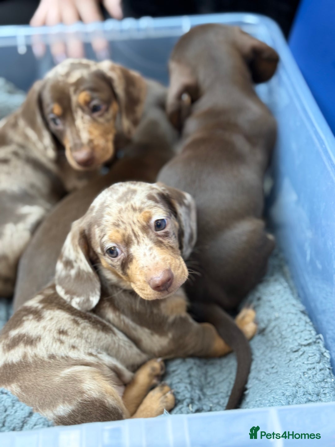 Miniature Dachshund dogs for sale: Mini Dachshunds  - Advert 21