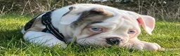 Mixed Breed dogs for sale: Olde English bulldog pups Health tested parents  - Advert 1