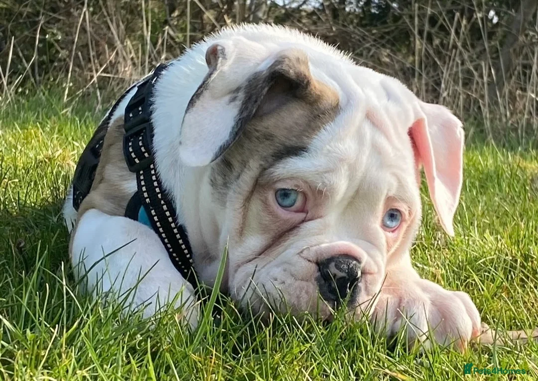 Mixed Breed dogs for sale: Olde English bulldog pups Health tested parents  - Advert 1