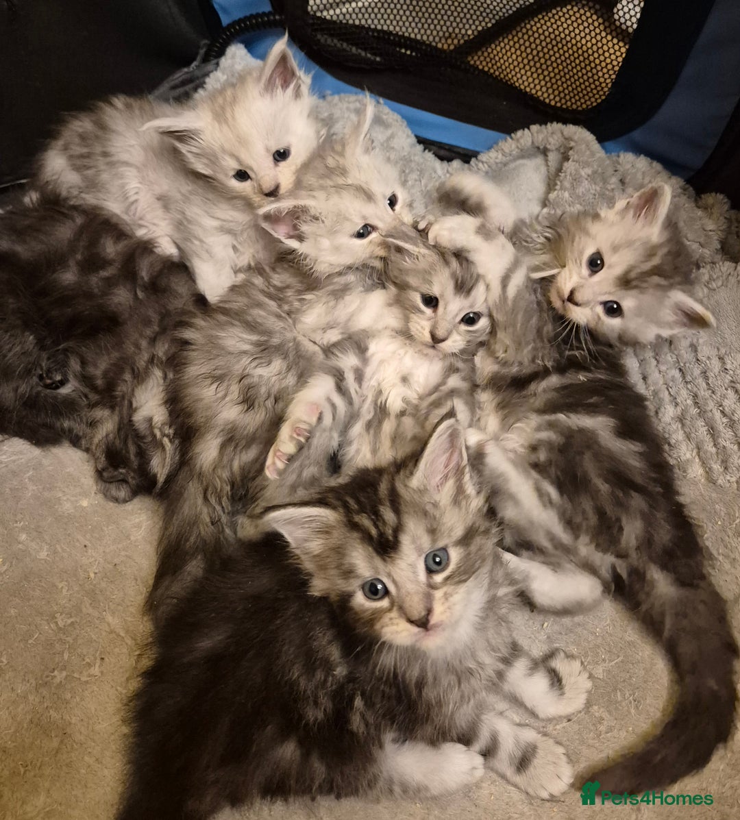 Maine Coon cats for sale: Maine Coon kittens - Advert 37