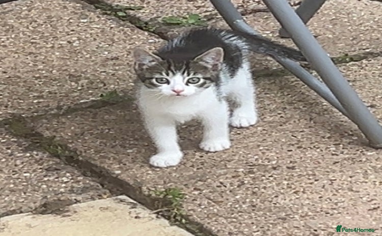 Domestic Shorthair cats - Advert 10