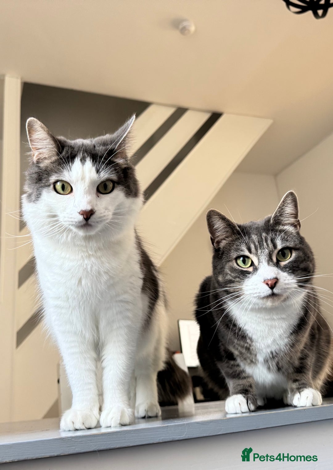 British Shorthair cats for sale: 2 Britishshort hair looking for their forever home - Image 1
