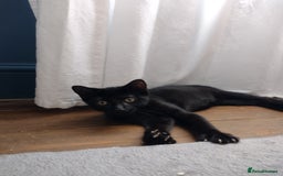Domestic Shorthair cats for adoption: 3 playful male kittens (14-16 weeks approx)  - Image 4