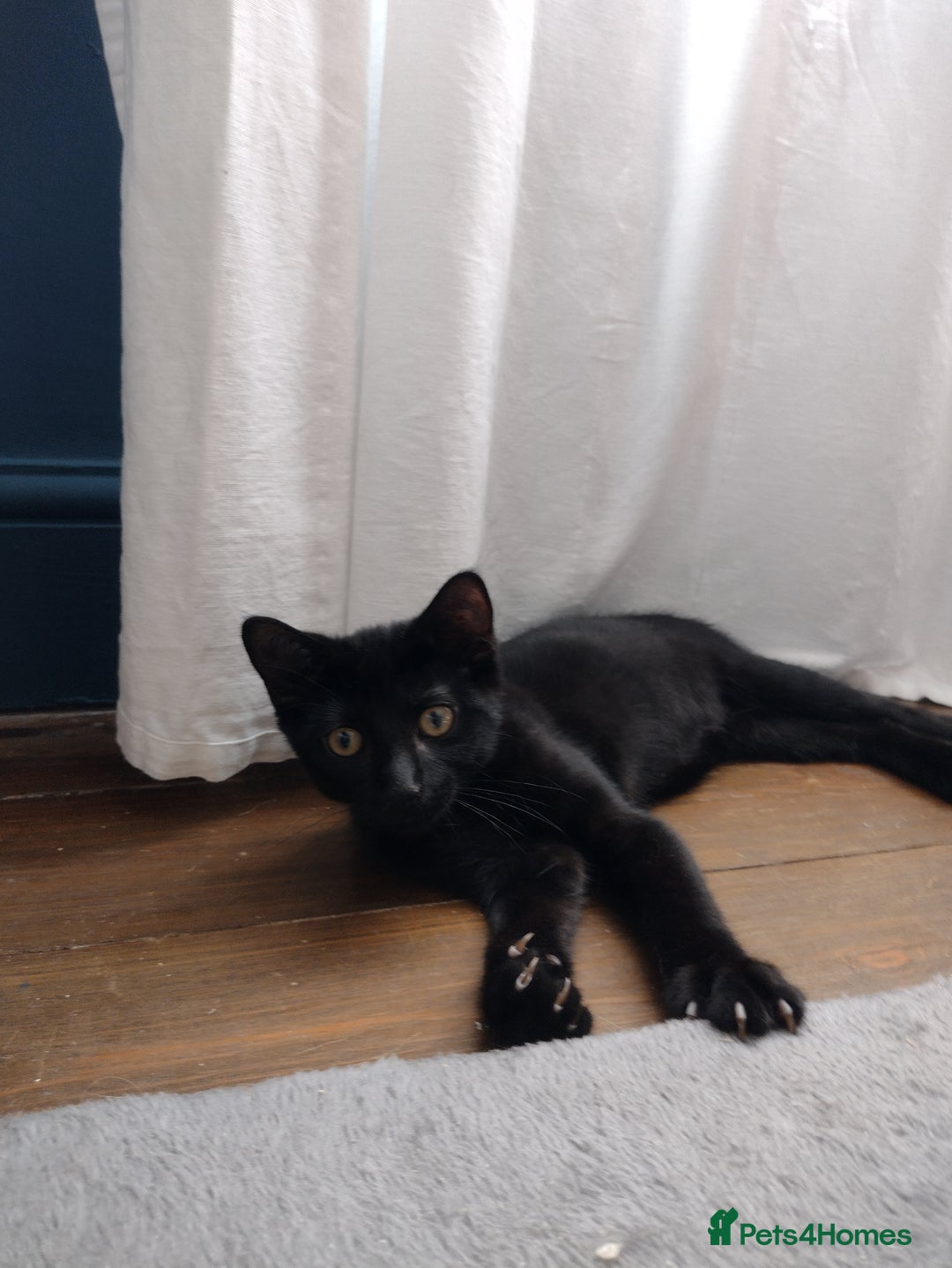 Domestic Shorthair cats for adoption: 3 playful male kittens (14-16 weeks approx)  - Image 4
