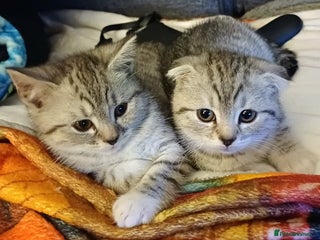 Scottish Fold cats 5 beautiful Scottish fold kittens - Advert 18
