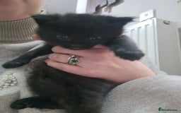 Mixed Breed cats for sale: 2 kittens for sale - Image 3