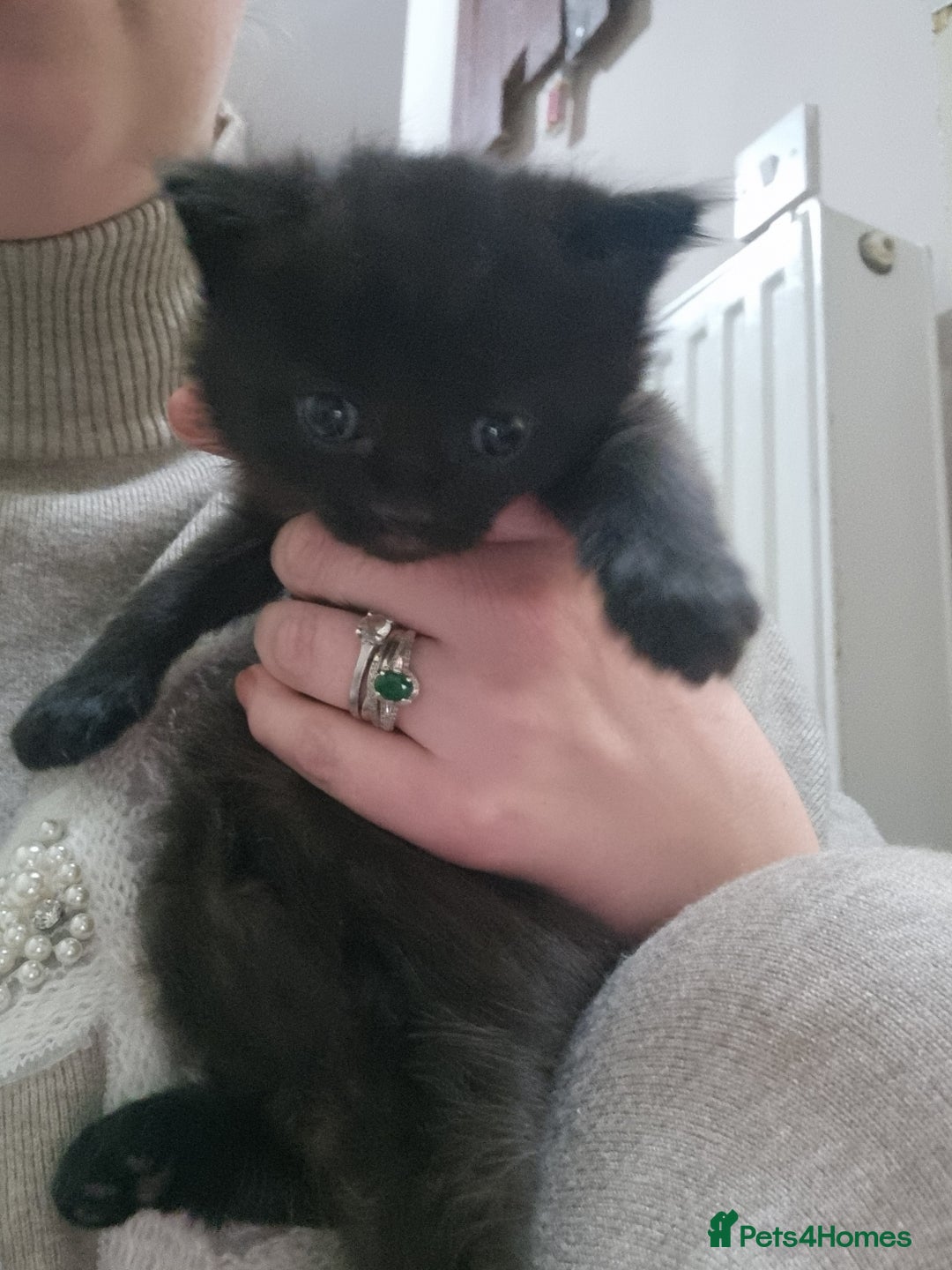 Mixed Breed cats for sale: 2 kittens for sale - Image 3