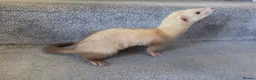 Ferret rodents for sale: 2 jills for sale 8 and 10 weeks old - Advert 6