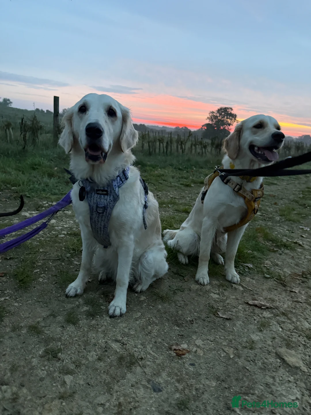 Golden Retriever dogs for sale: Golden Retriever Puppies ready on 17th may - Advert 11