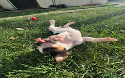 Mixed Breed dogs for sale: Jack Russels  - Image 12