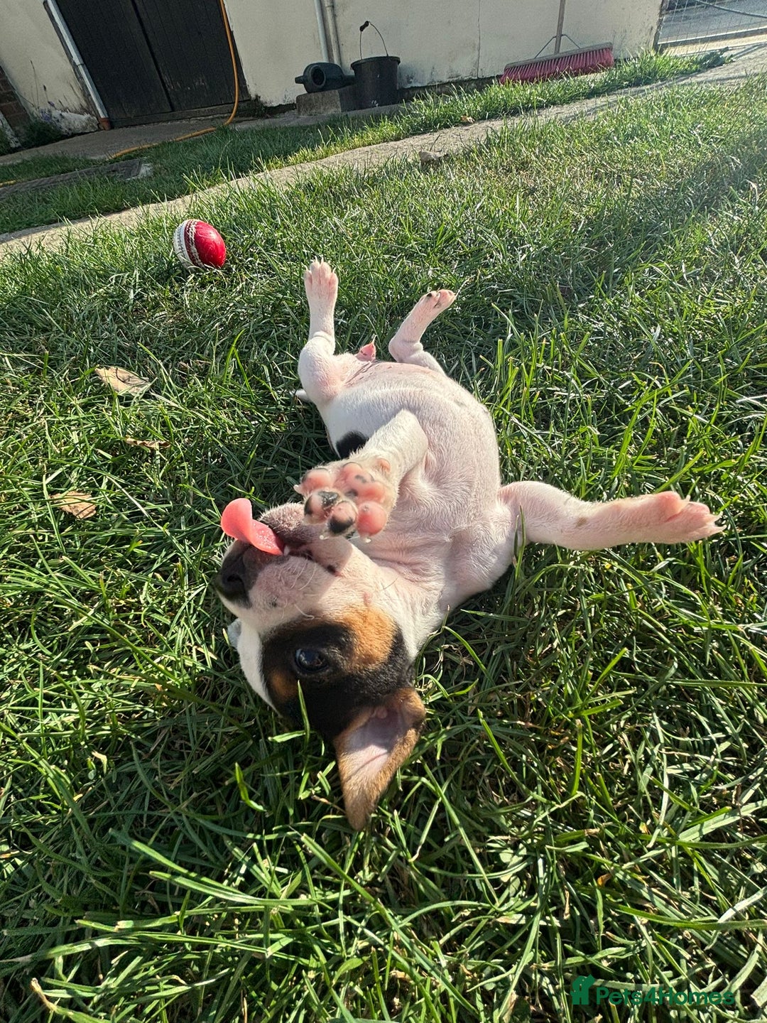 Mixed Breed dogs for sale: Jack Russels  - Image 12