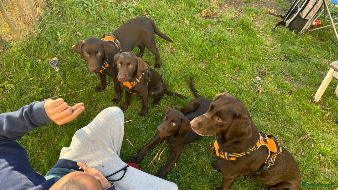 Labrador Retriever dogs for sale: Puppies due between 6-13 February  - Advert 11