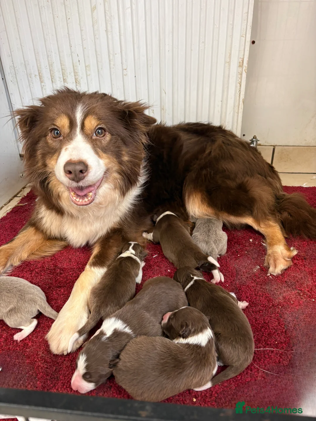 Border Collie dogs for sale: Beautiful Lilac & R/W Border Collie Puppies 🐶 - Advert 2