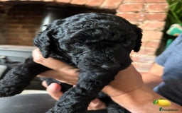 Labradoodle dogs for sale: Labradoodle Puppies 10 weeks 14 Nov 25 - Image 15