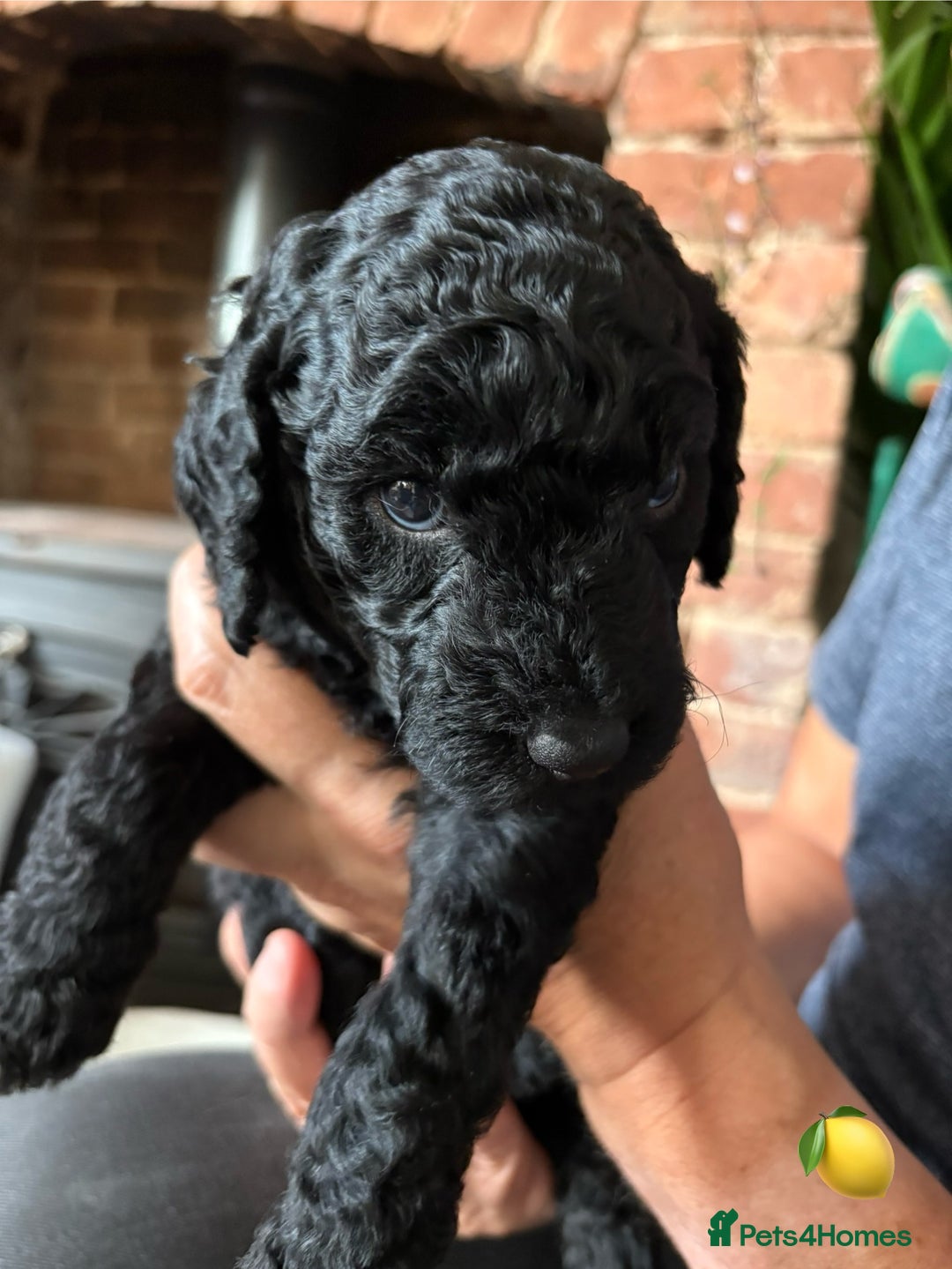 Labradoodle dogs for sale: Labradoodle Puppies 10 weeks 14 Nov 25 - Image 15