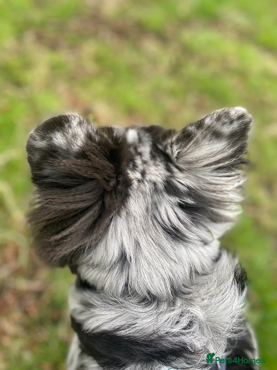 French Bulldog dogs for stud: STUD Full Fluffy Visual Merle £500 all in  in Liverpool - Advert 8