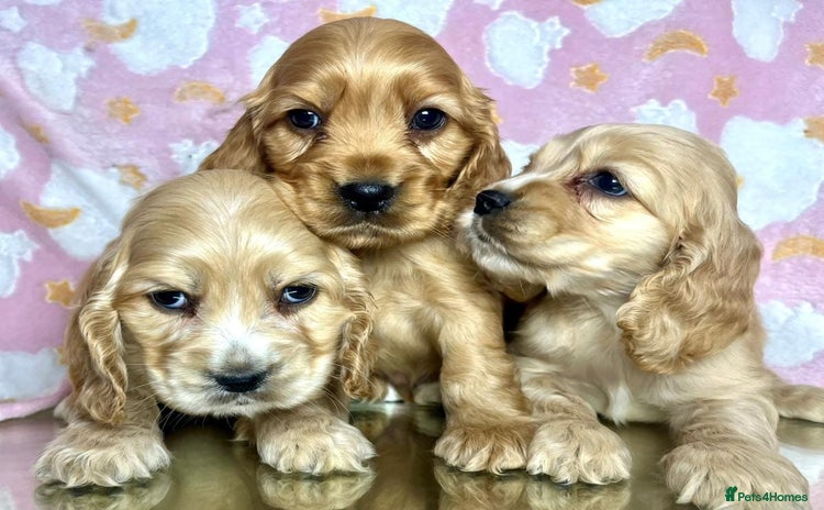 Cocker Spaniel dogs - Advert 3