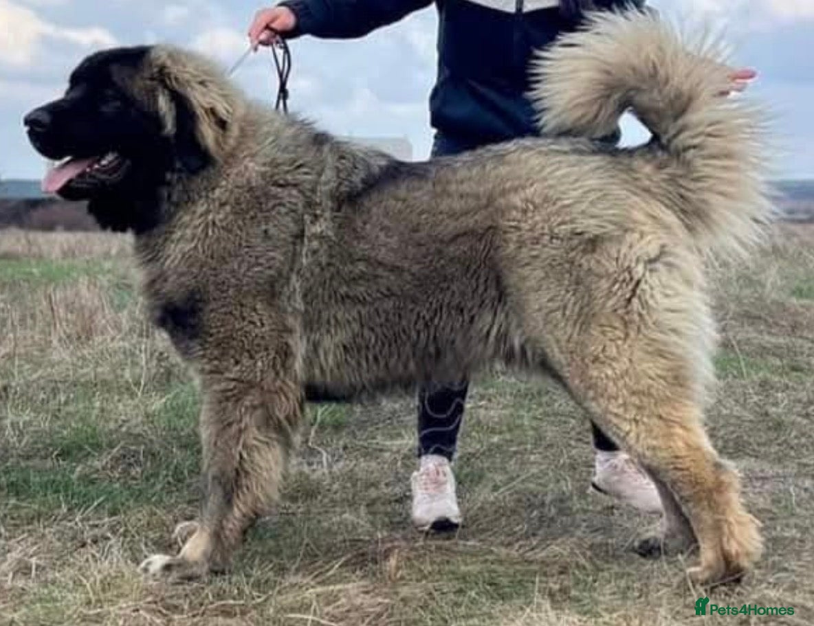 Caucasian Shepherd Dog dogs Caucasian Shepherd ( Caucasian Ovcharka ) RKC regg - Advert 2