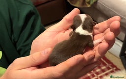 Chihuahua dogs for sale: Sweet chihuahua bundles of joy  - Image 1