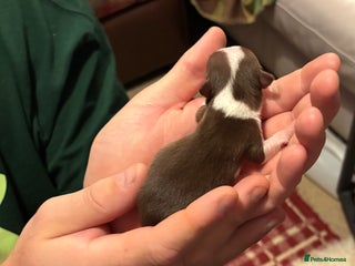 Chihuahua dogs - Advert 6