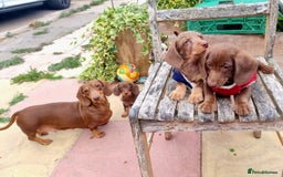 Doxiepoo dogs for sale: Adorable Doxiepoo puppy's  - Image 9