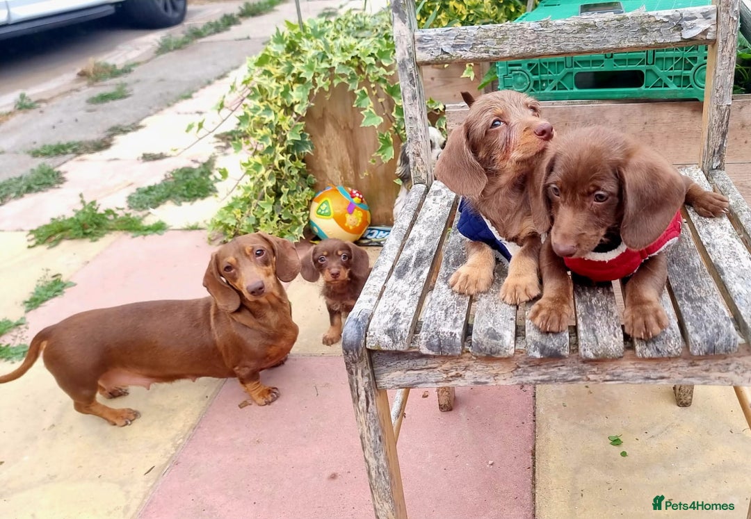 Doxiepoo dogs for sale: Adorable Doxiepoo puppy's  - Image 9