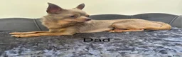 Chihuahua dogs for sale: Stunning KC Reg Chocolate Chihuahuas - Advert 13