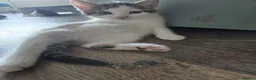 Mixed Breed cats for sale: THREE LOVELY KITTENS Looking for a Home  - Advert 5