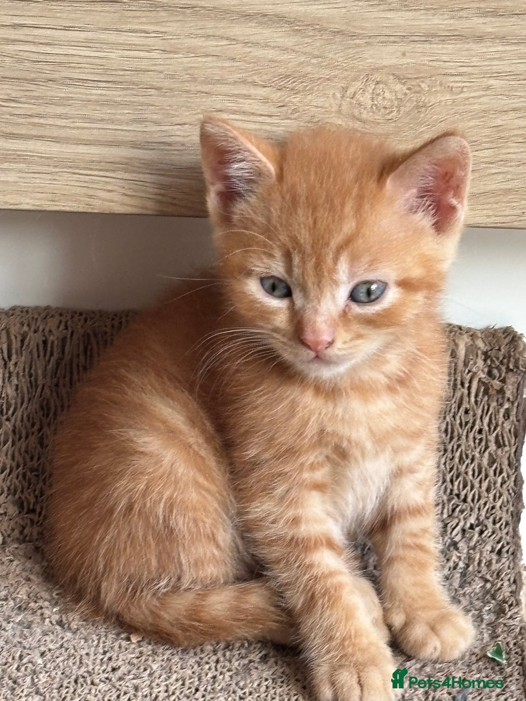 Mixed Breed cats for sale: Litter of mixed breed with British blue father  - Image 19