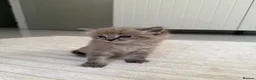 Ragdoll cats for sale: Ragdoll mix kittens  - Advert 16