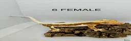Gecko reptiles for sale: CRESTED GECKOS FOR SALE MALE AND FEMALE - Advert 1