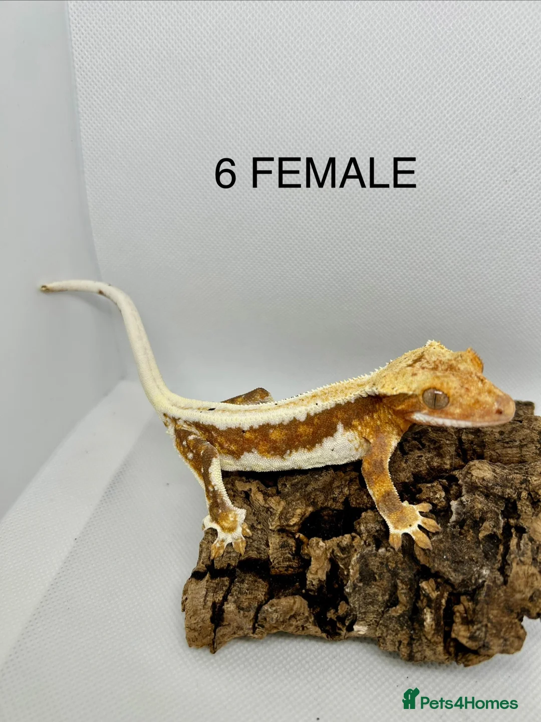 Gecko reptiles for sale: CRESTED GECKOS FOR SALE MALE AND FEMALE - Advert 1