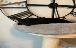 Siamese cats for sale: Siamese cross breeds  - Image 8