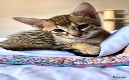 Savannah cats for sale: Beautiful full pedigree savannah kittens  - Image 16