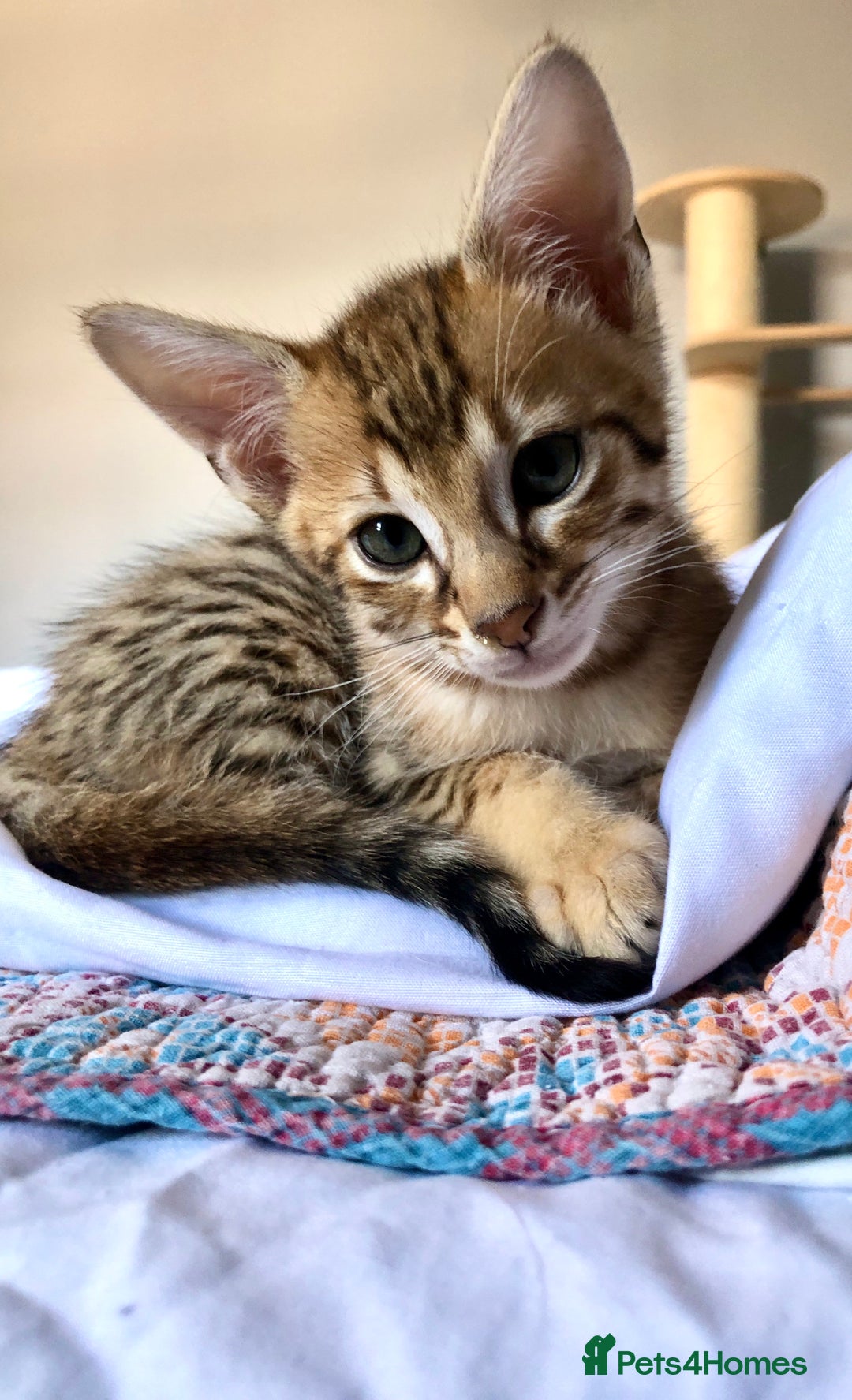 Savannah cats for sale: Beautiful full pedigree savannah kittens  - Image 16