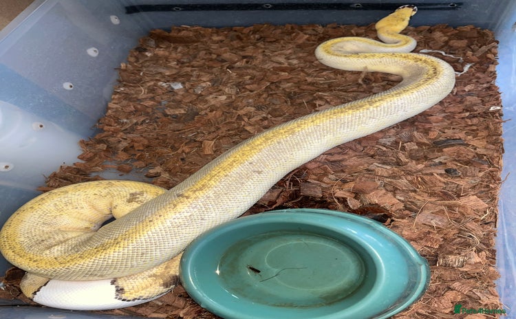 Python Snake reptiles - Advert 1