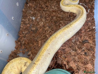 Python Snake reptiles - Advert 11