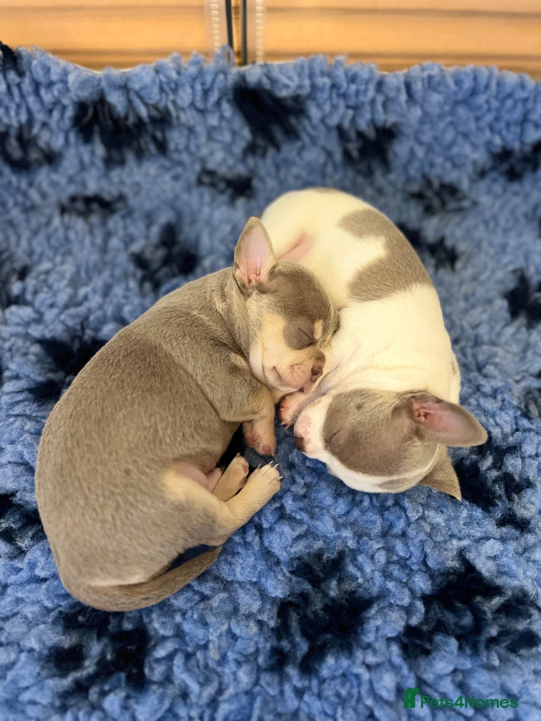 Chihuahua dogs for sale: Kc registered lilac chihuahua boy - Advert 3
