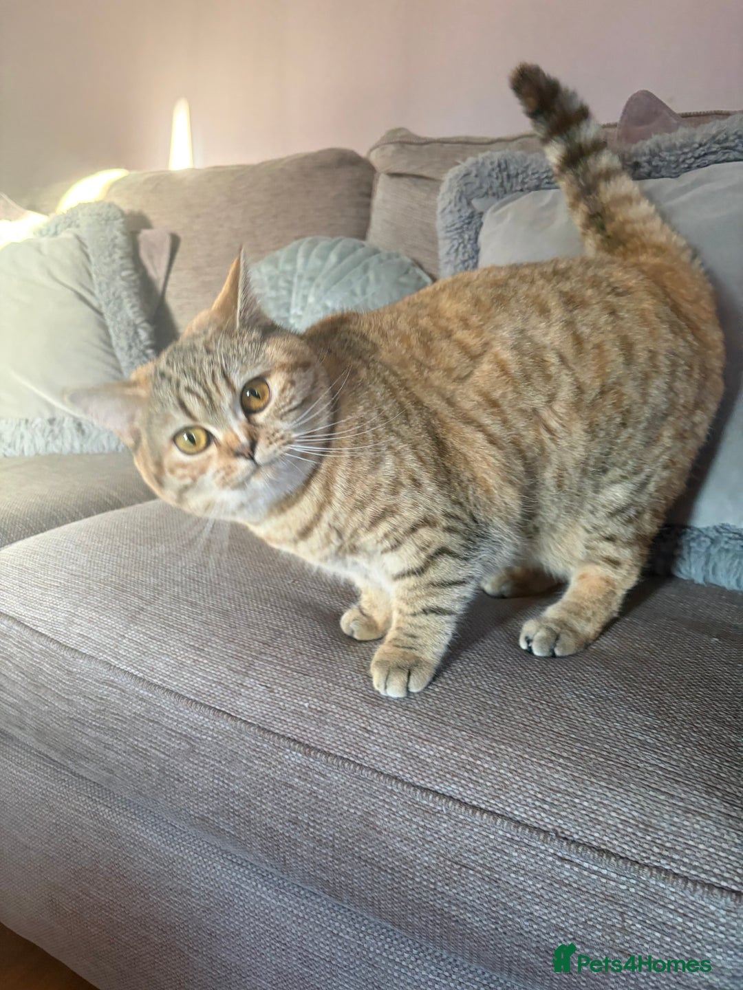 British Shorthair cats for sale: British Shorthair Kittens  - Advert 7