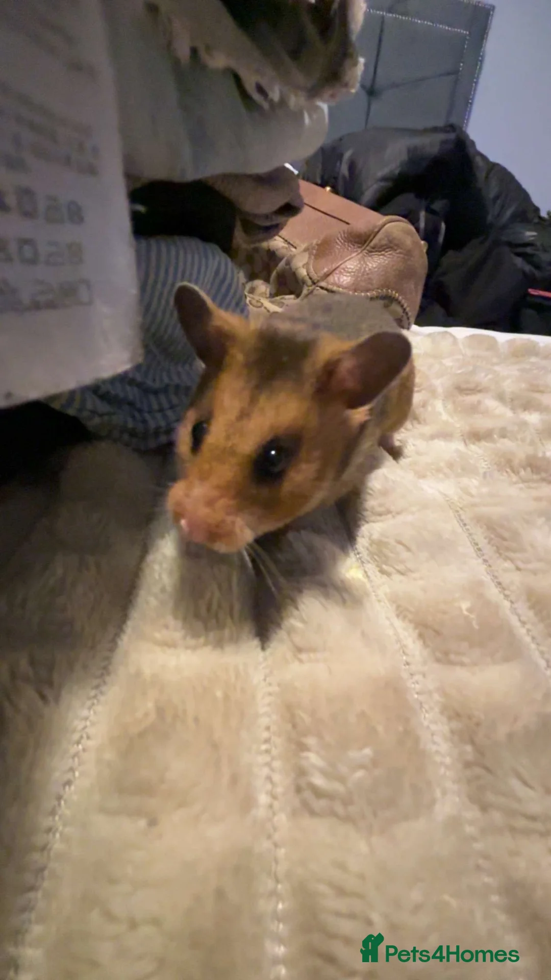 Hamster rodents for sale: Female Syrian hamster  in Potters Bar - Advert 1
