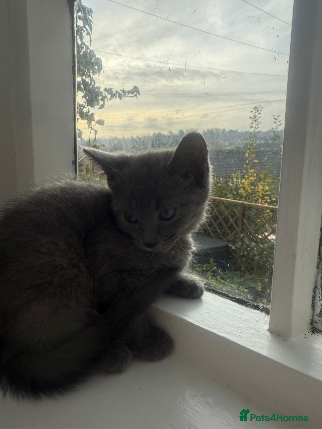 Russian Blue cats for sale: Russian blue kitten  - Advert 5