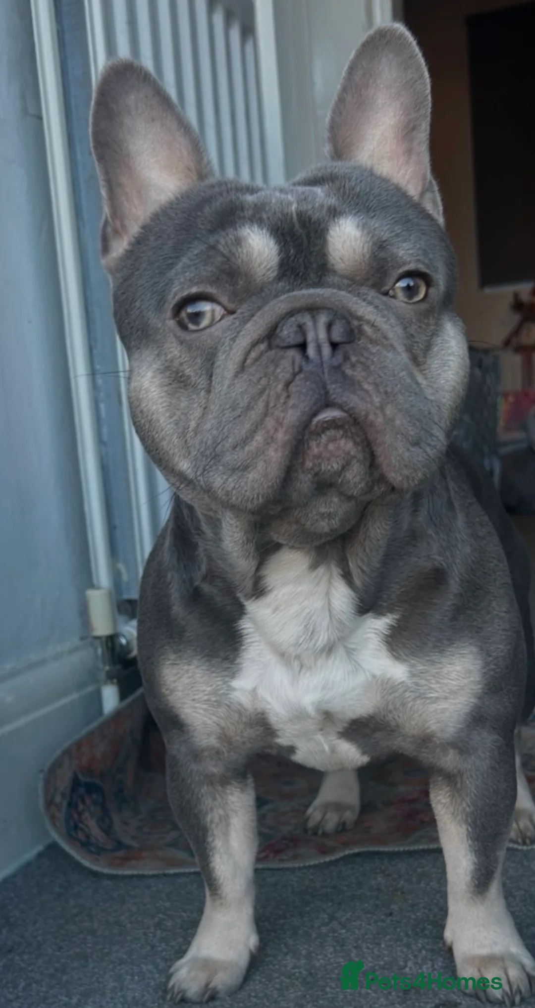 French Bulldog dogs for stud: Blue and fawn French bulldog for stud  - Advert 3