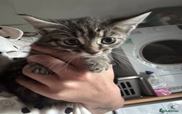 Mixed Breed cats for sale: 6 mixed breed kittens - Image 12