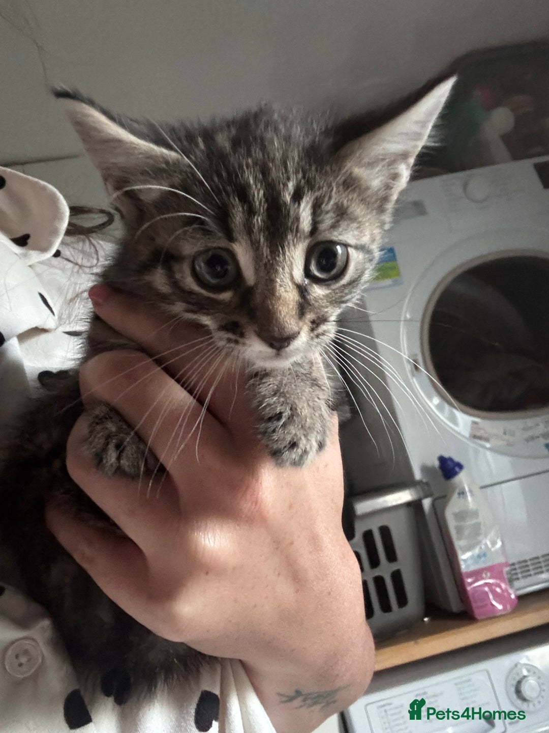 Mixed Breed cats for sale: 6 mixed breed kittens - Image 12