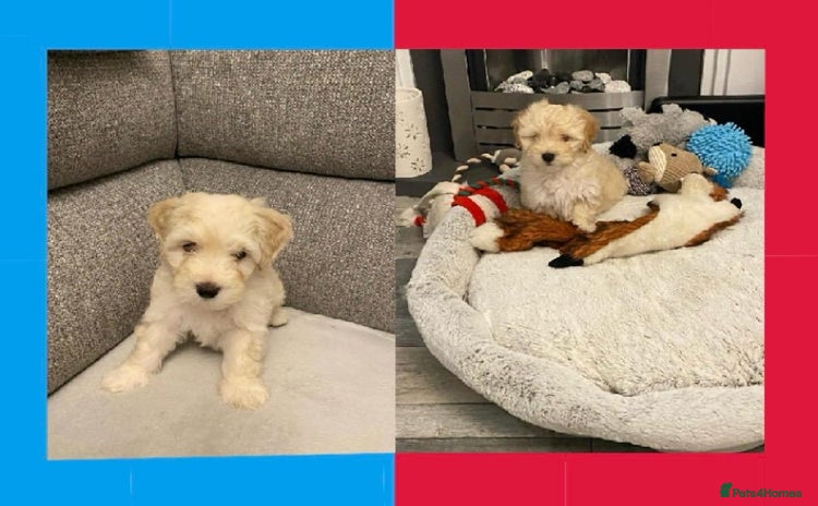 Maltipoo dogs - Advert 3