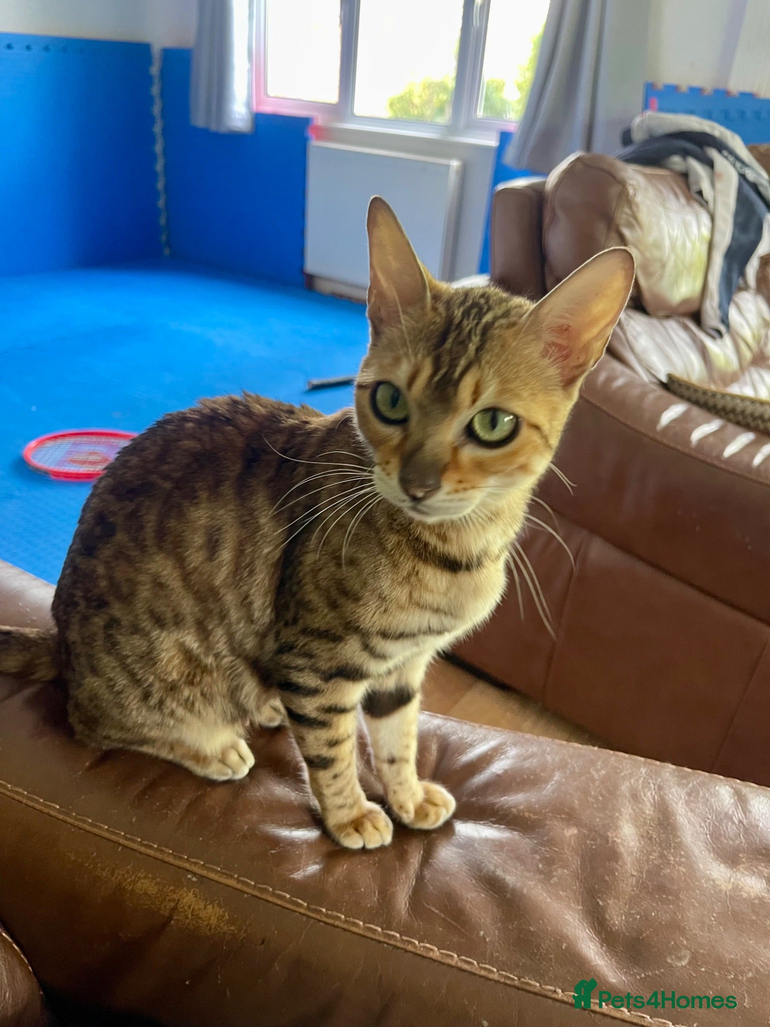 Bengal cats Beautiful Bengal Kittens for Sale, Pure Bengal Mum - Advert 1