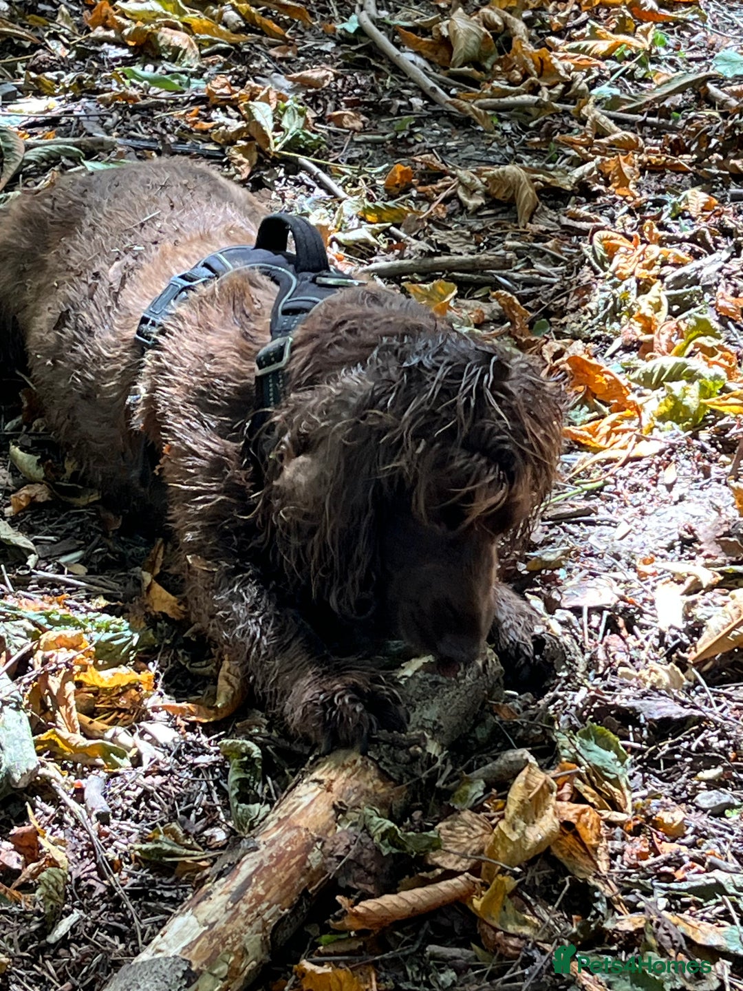 Cocker Spaniel dogs for sale: Lilah female spade cocker spaniel seeking rehoming - Advert 2