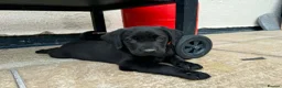 Labrador Retriever dogs for sale: 3 boys Labrador puppy’s ready to leave - Advert 3