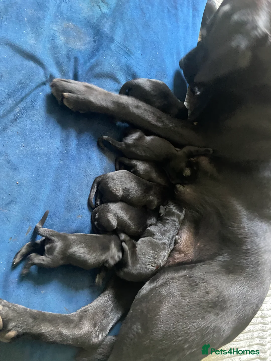 Labrador Retriever dogs for stud: KC Registered Black Lab For Stud in Scarborough - Advert 9